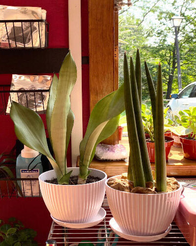 Sansevieria plants sit by the window